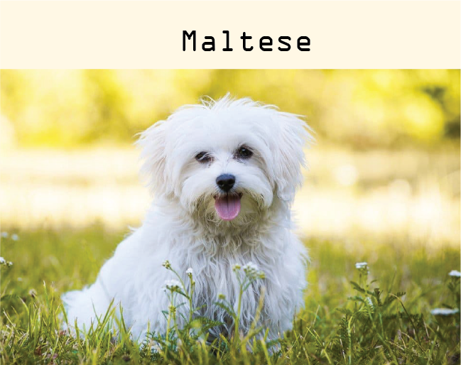 Dog breeders in Kigali, Puppies for sale Kigali, Dogs for sale in kigali