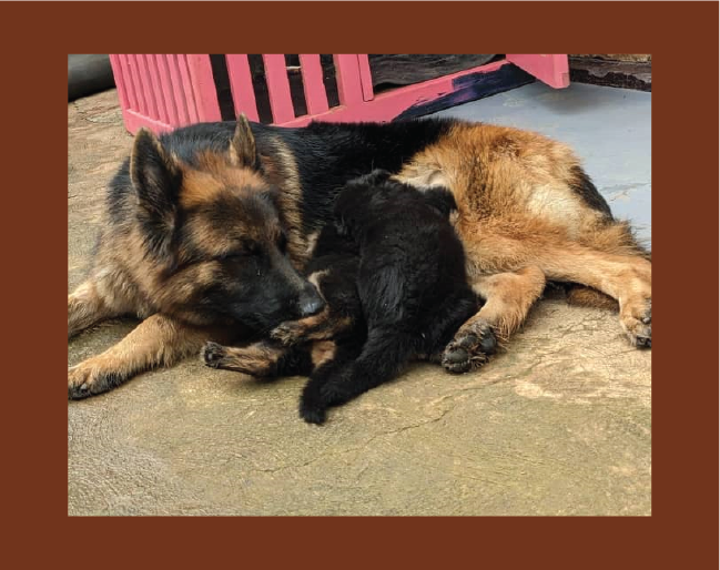 Dog breeders in Kigali, Puppies for sale Kigali, Dogs for sale in kigali