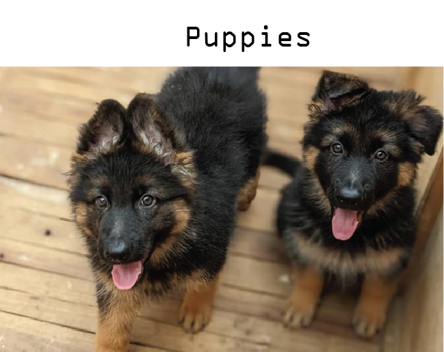 Dog breeders in Kigali, Puppies for sale Kigali, Dogs for sale in kigali