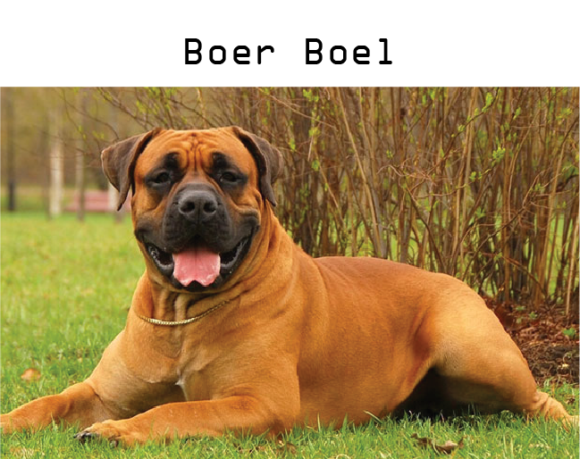 Dog breeders in Kigali, Puppies for sale Kigali, Dogs for sale in kigali