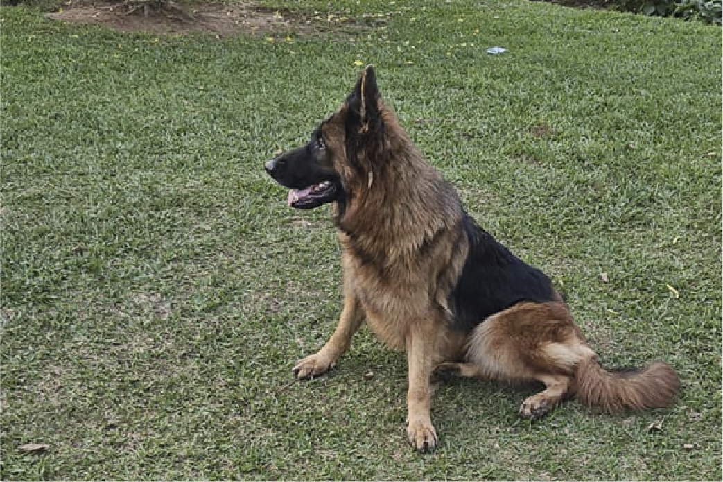 Dog breeders in Kigali, Puppies for sale Kigali, Dogs for sale in kigali