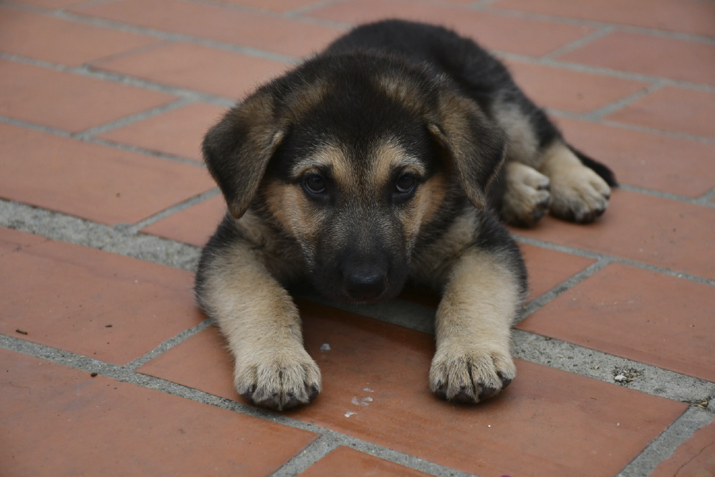 Dog breeders in Kigali, Puppies for sale Kigali, Dogs for sale in kigali