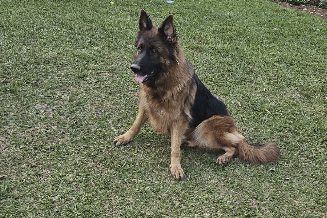 Dog breeders in Kigali, Puppies for sale Kigali, Dogs for sale in kigali