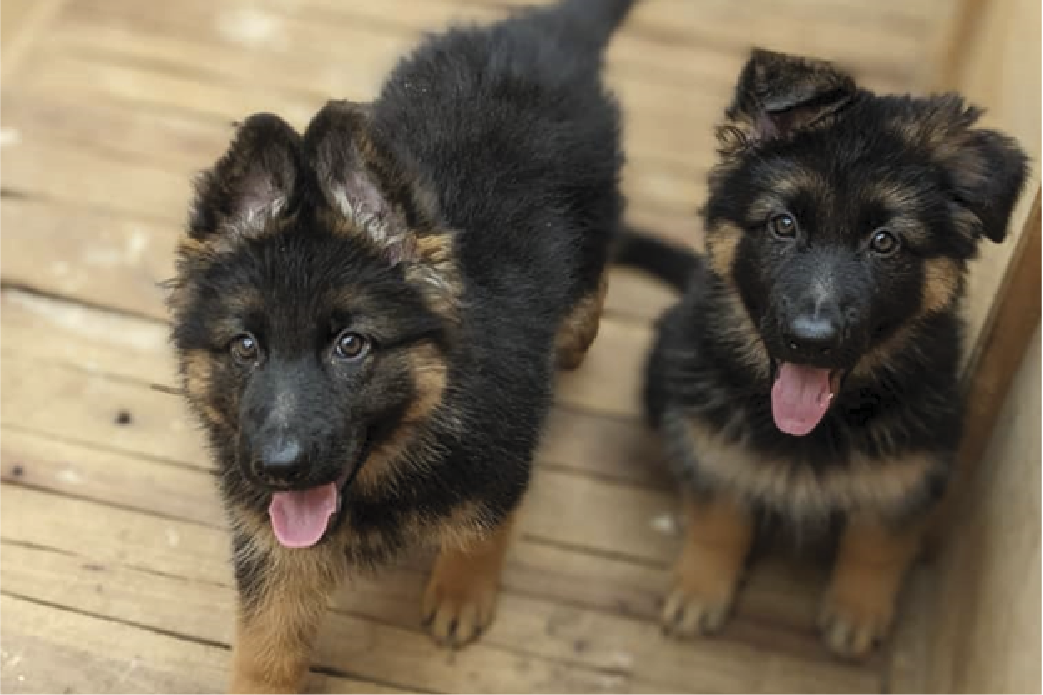 Dog breeders in Kigali, Puppies for sale Kigali, Dogs for sale in kigali