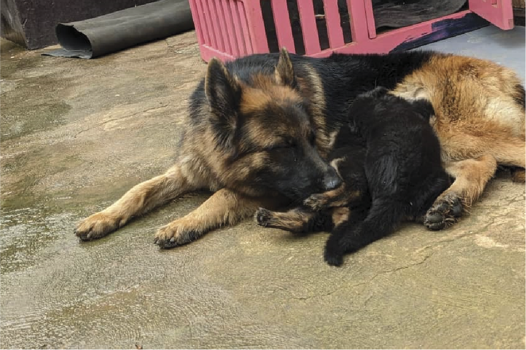 Dog breeders in Kigali, Puppies for sale Kigali, Dogs for sale in kigali