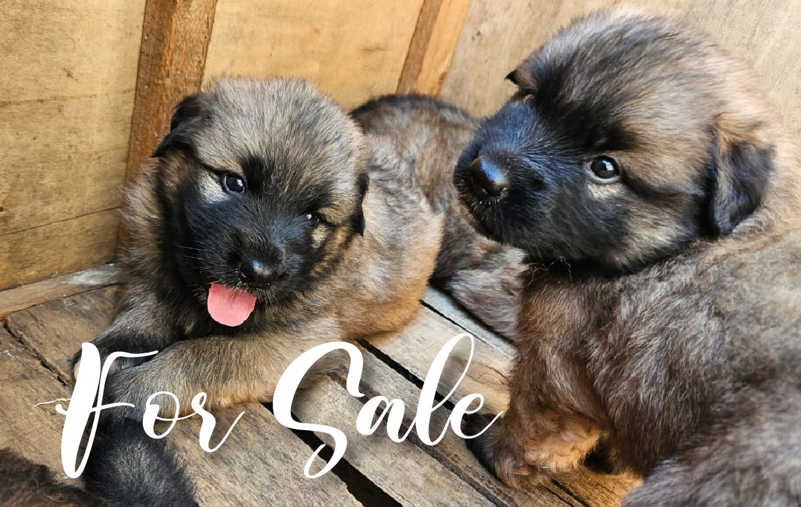 Dog breeders in Kigali, Puppies for sale Kigali, Dogs for sale in kigali