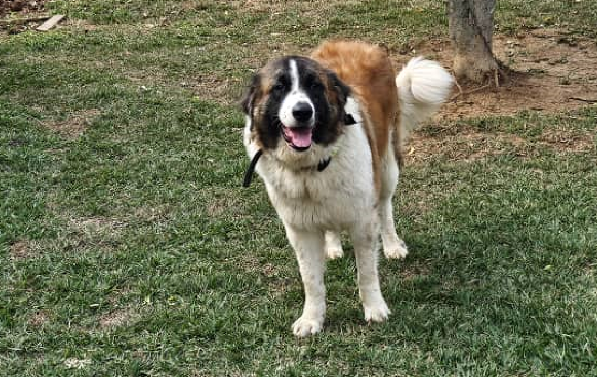 Dog breeders in Kigali, Puppies for sale Kigali, Dogs for sale in kigali