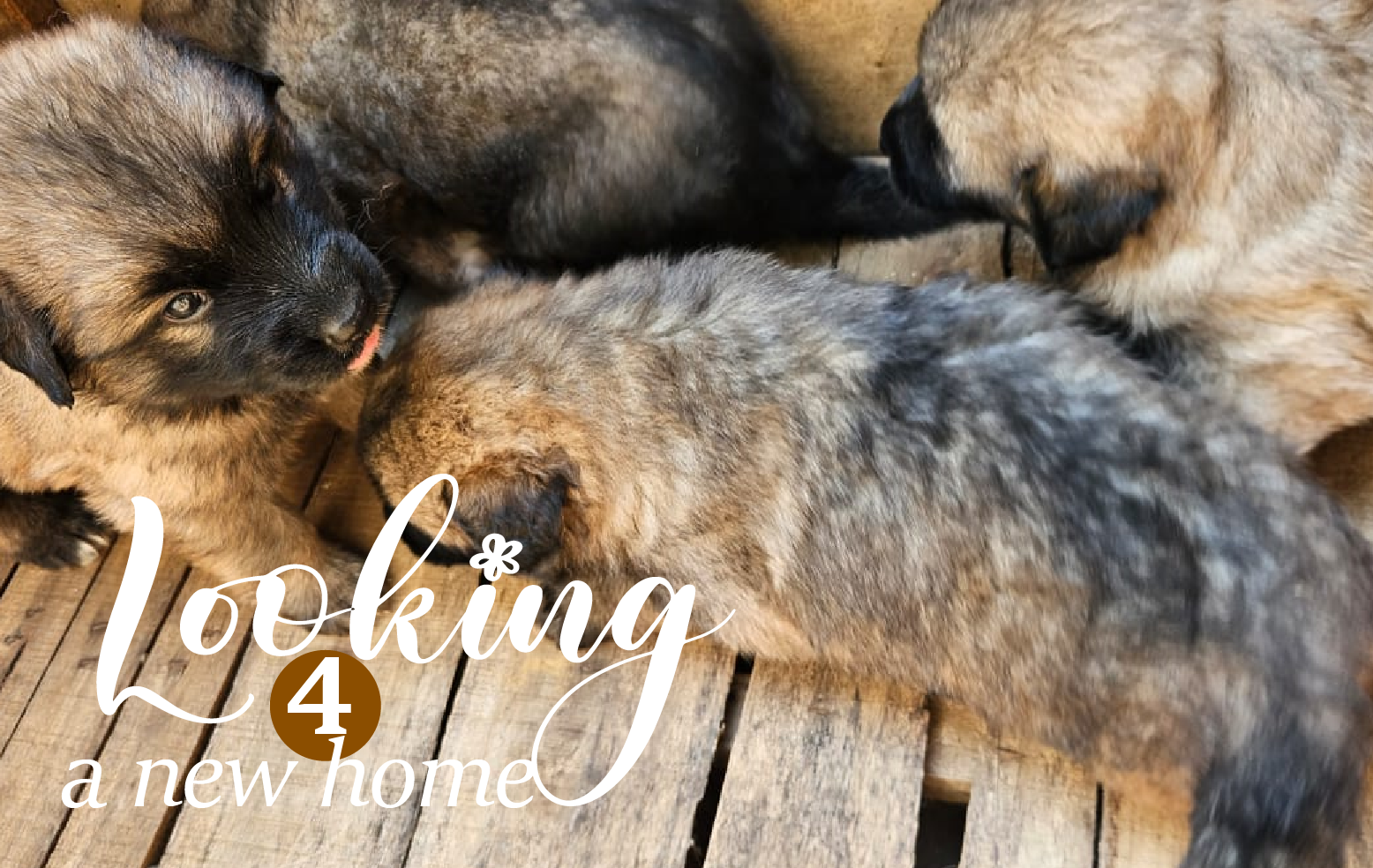 Dog breeders in Kigali, Puppies for sale Kigali, Dogs for sale in kigali